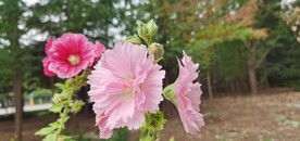 端午花