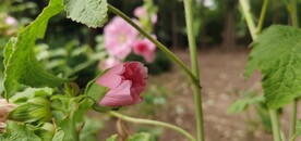 端午花