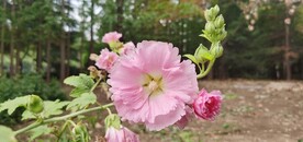 端午花