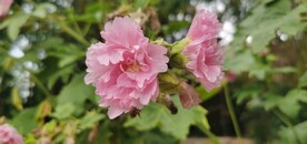 端午花