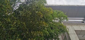 翠竹