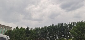 雪松
