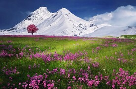 雪山花下