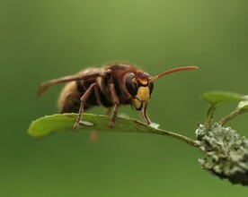 蜂