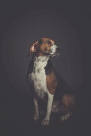 小狗