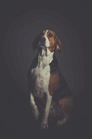 小狗