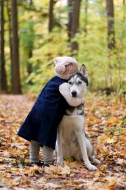 阿拉斯加犬