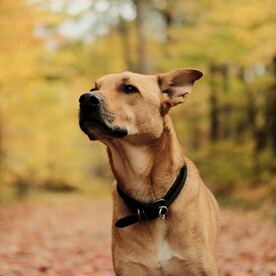 田园犬