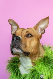 狗