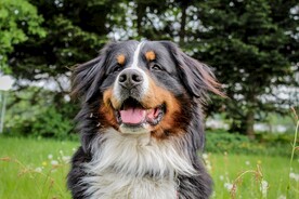 瑞士伯恩山犬