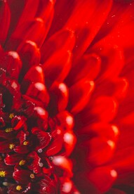 红色花蕊