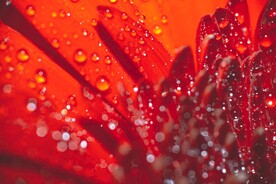 红色花蕊