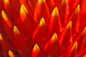 红色花蕊