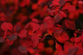 红色花蕊