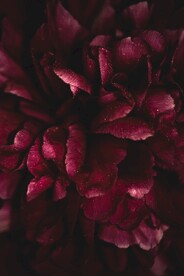 红色花蕊