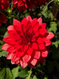 红色花蕊