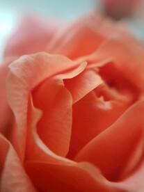 红色花蕊