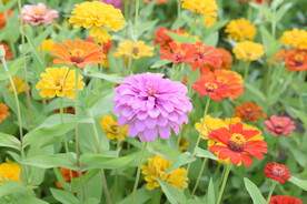 花