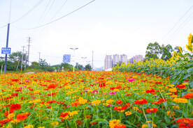 花海