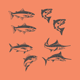 金枪鱼素材图片