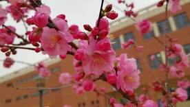 梅花