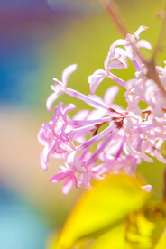 丁香花