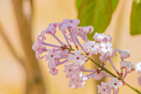 丁香花