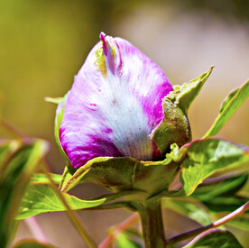 芍药