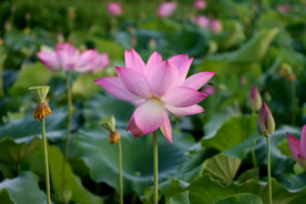 荷花盛开