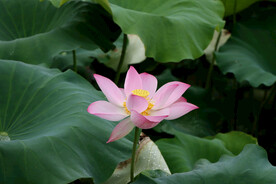 粉色荷花