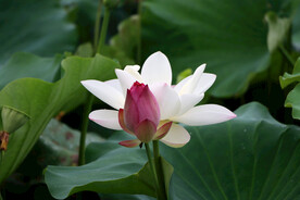 夏日荷花
