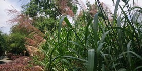 野外芒草