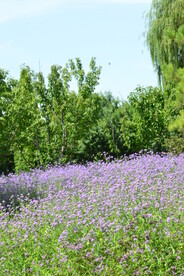 园林花草 