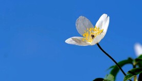 银莲花延时摄影