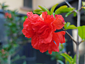 石榴花开