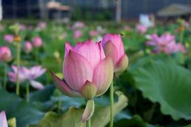 荷花花苞花蕾