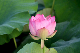 荷花花苞花蕾