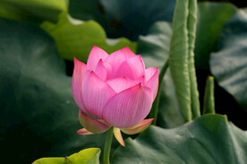 荷花花苞花蕾