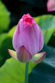 荷花花苞花蕾