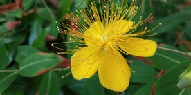 金丝桃花