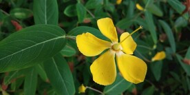 野外金丝桃花