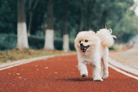 小狗