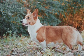 柯基犬