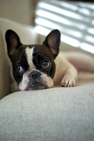 法斗犬