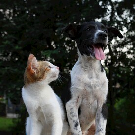 小猫和狗