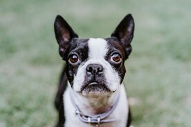 法斗犬