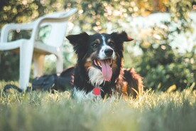 瑞士伯恩山犬