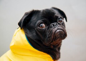 法斗犬
