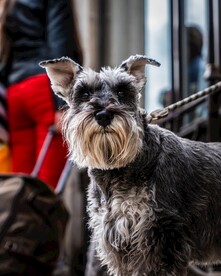 雪纳瑞犬