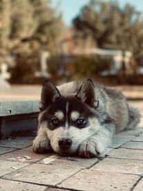 阿拉斯加犬